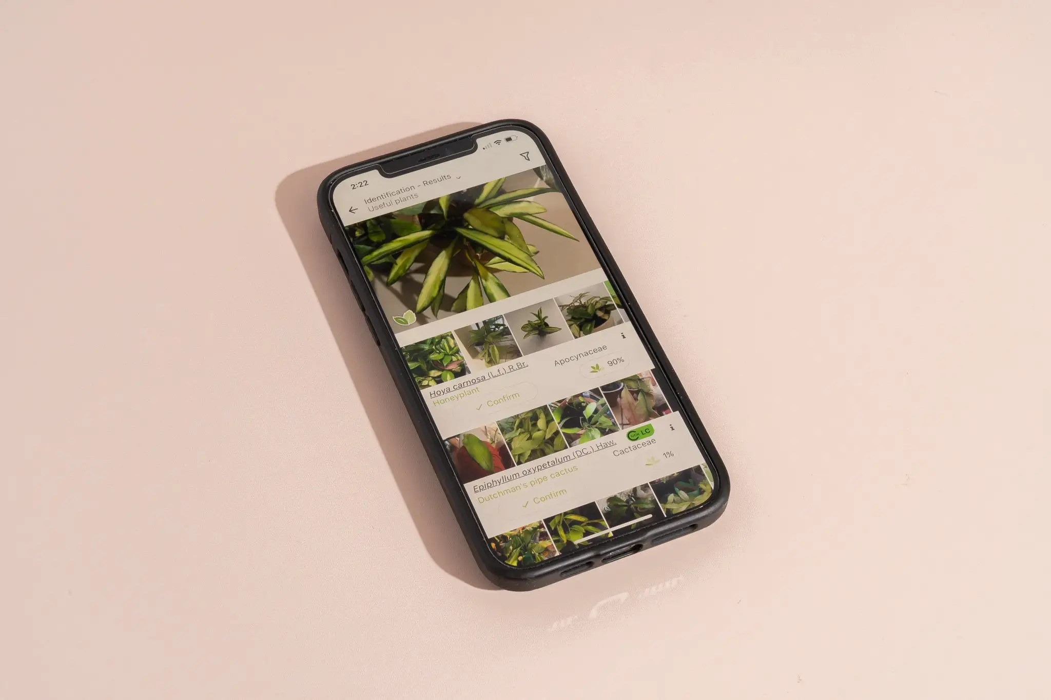 How to Use Plant Identification Apps to Identify Your Indoor Plants