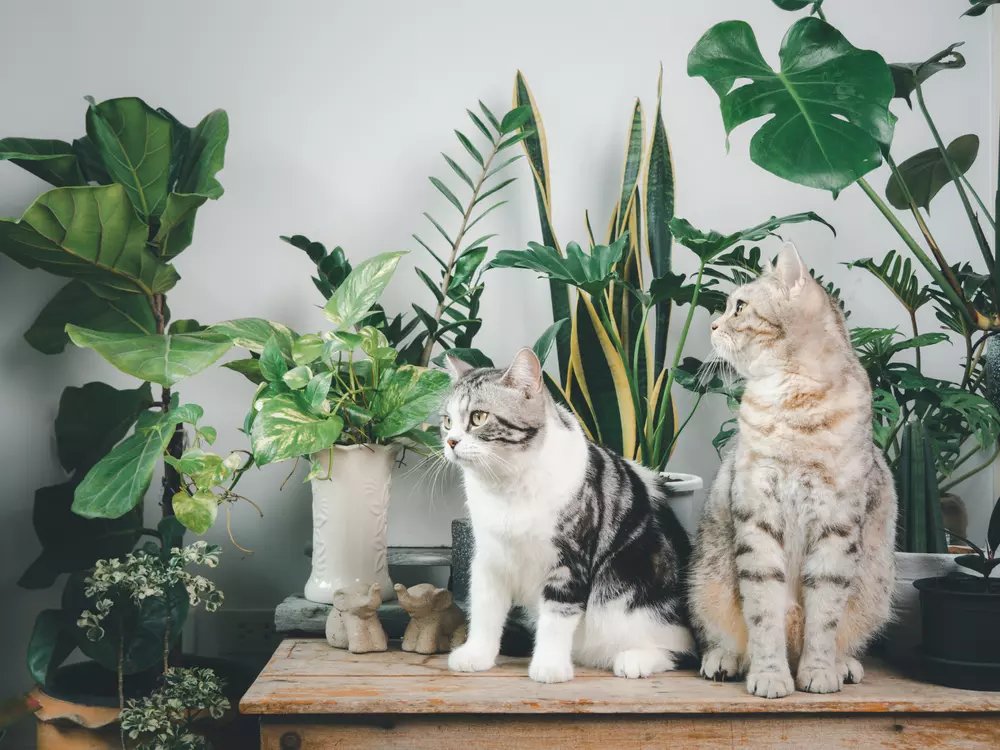 Pet-Friendly Indoor Plants That Are Safe for Your Furry Friends