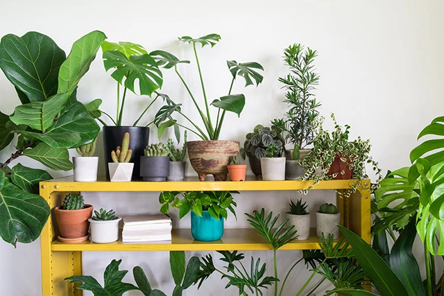 How to Create a Green Corner in Your Apartment