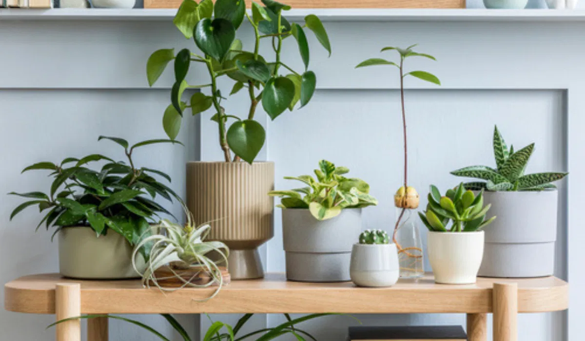 How to Choose the Best Watering Can for Indoor Plants