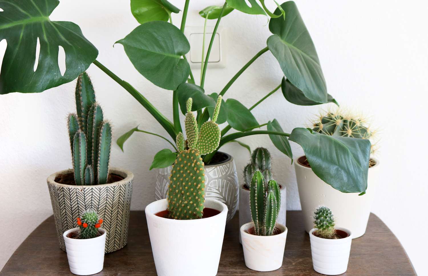 Low-Maintenance Plants for Busy Apartment Dwellers