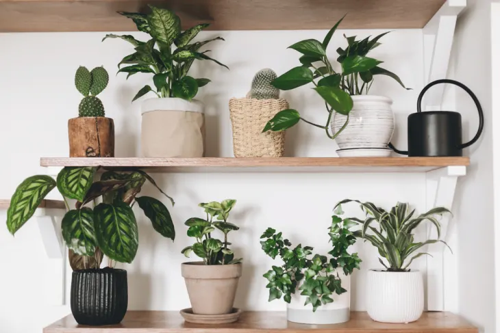 Top Potting Mistakes to Avoid in Your Apartment Garden