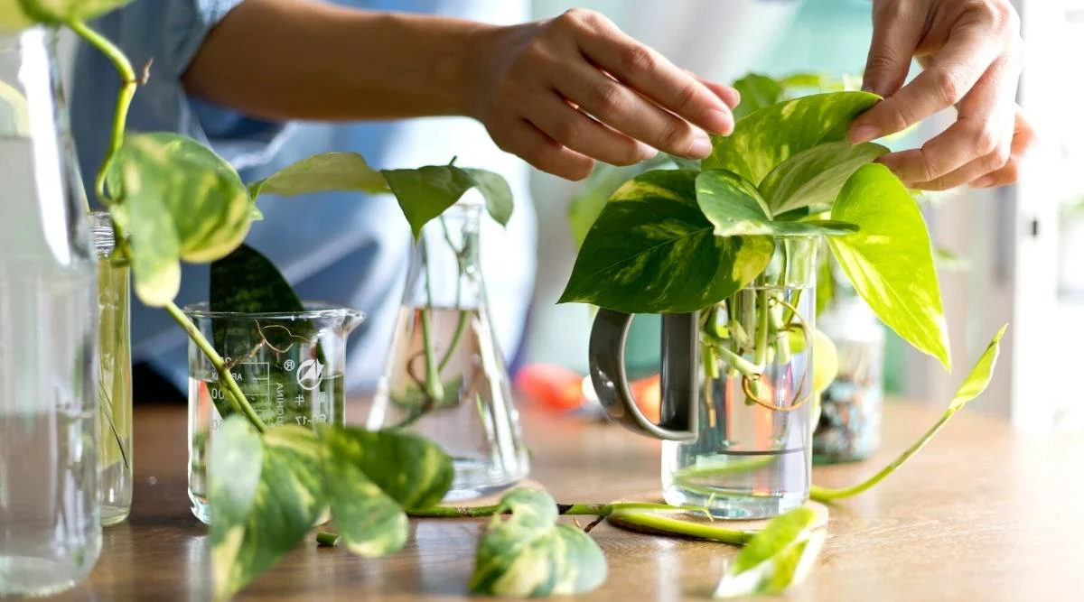 Common Mistakes to Avoid When Propagating Indoor Plants