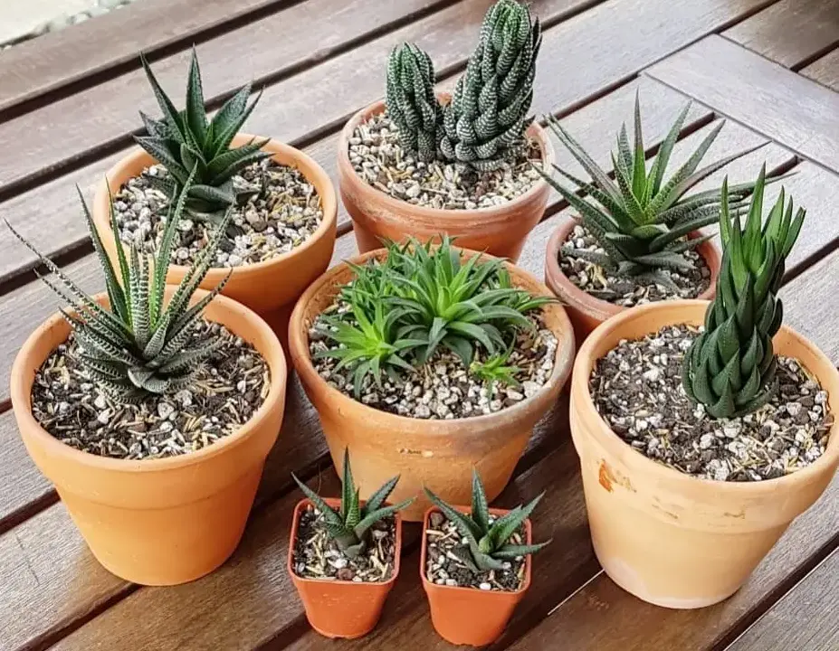 When and How to Repot Succulents and Cacti in Your Apartment