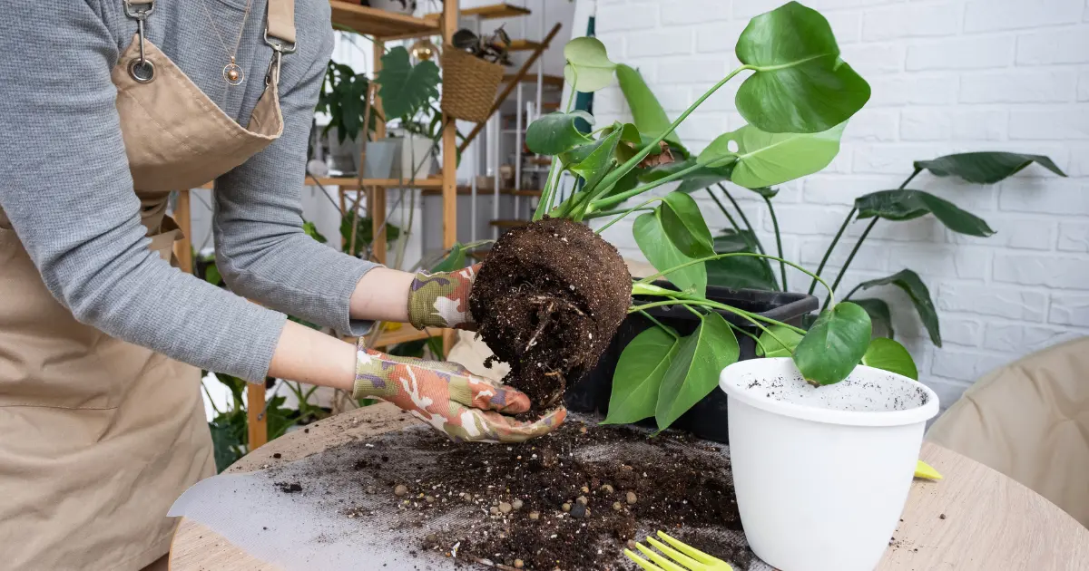 Tips for Successful Repotting Without Stressing Your Plants