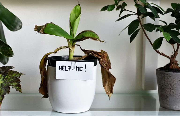 Signs Your Indoor Plants Are Overwatered and How to Fix It