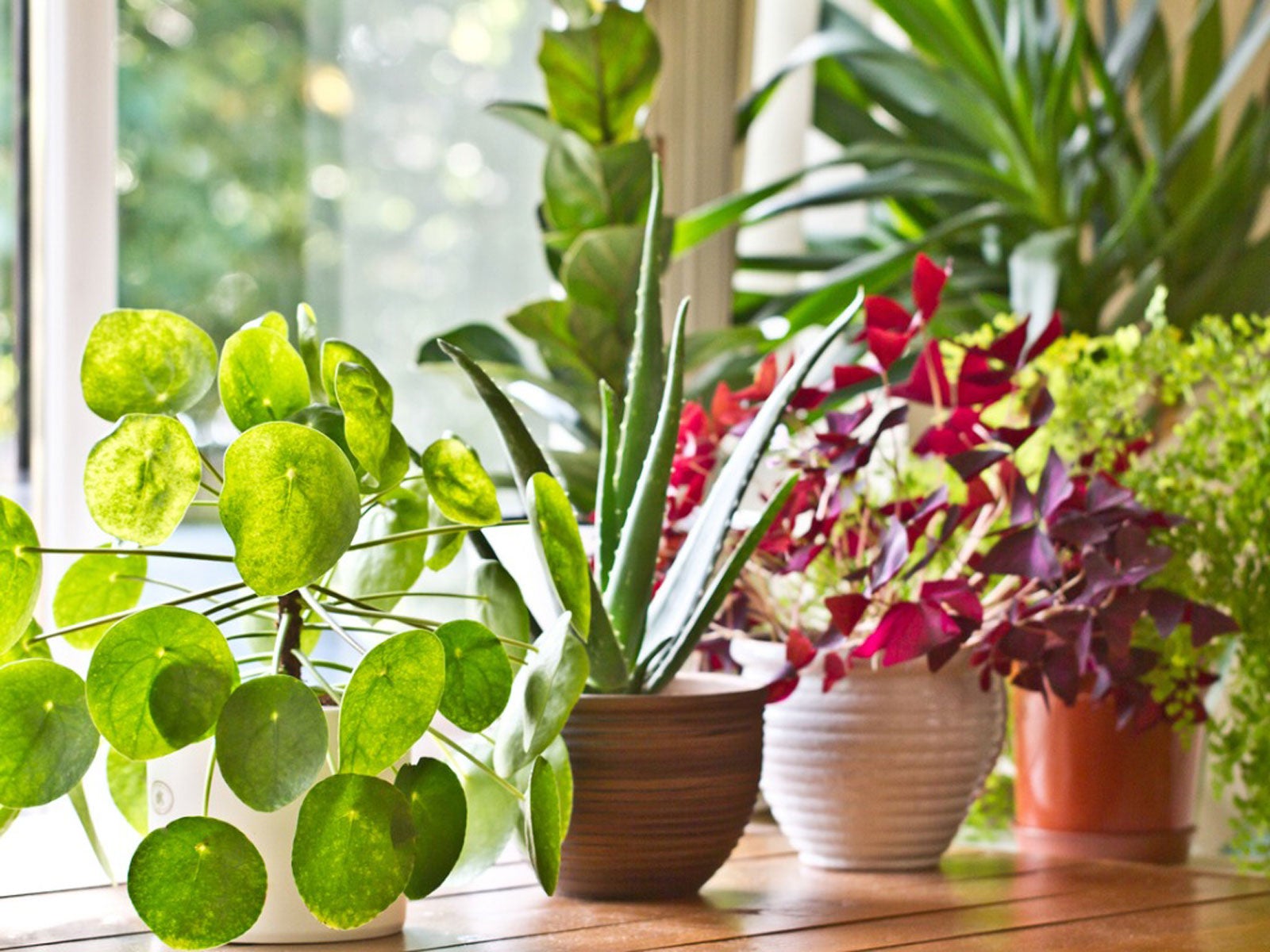 Beginner’s Guide to the Easiest Indoor Plants to Grow