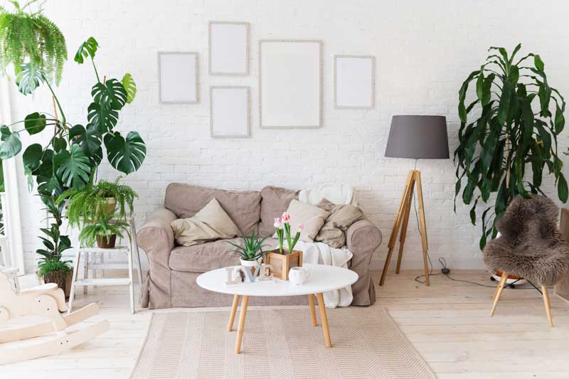 Best Plants for Living Room Decor: Top Picks for Your Space