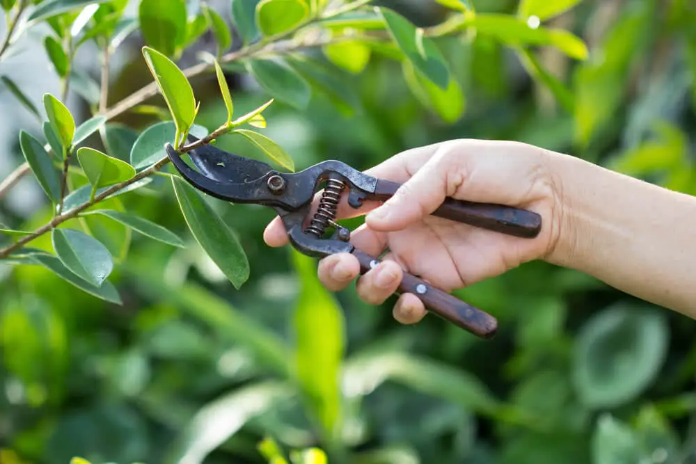 Best Pruning Tools for Maintaining Your Apartment Plants