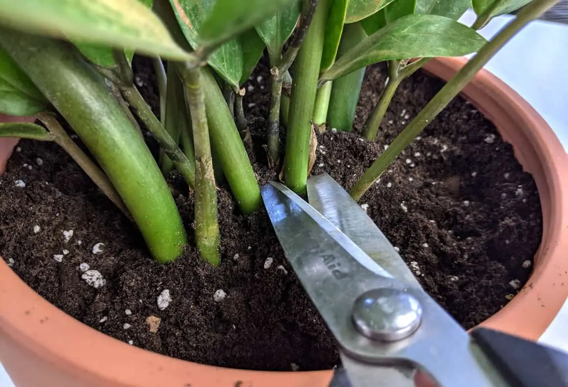 How to Start Plant Cuttings in Water vs. Soil