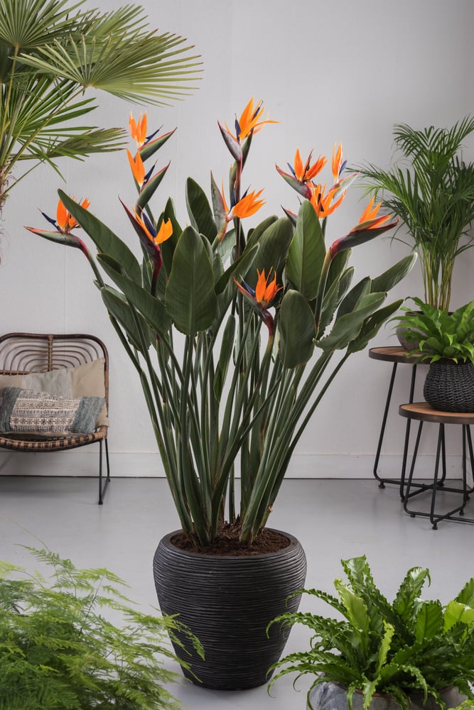 Unique Indoor Plants to Add Character to Your Apartment