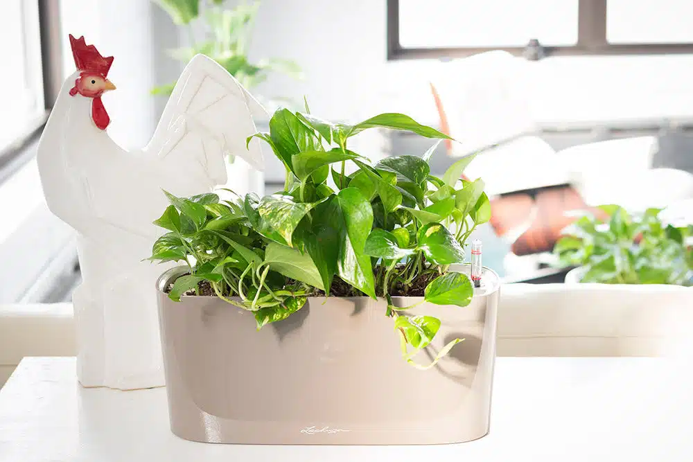 How to Prepare Your Indoor Plants for Summer Heat