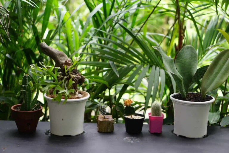 Top Tips for Growing a Successful Container Garden Indoors