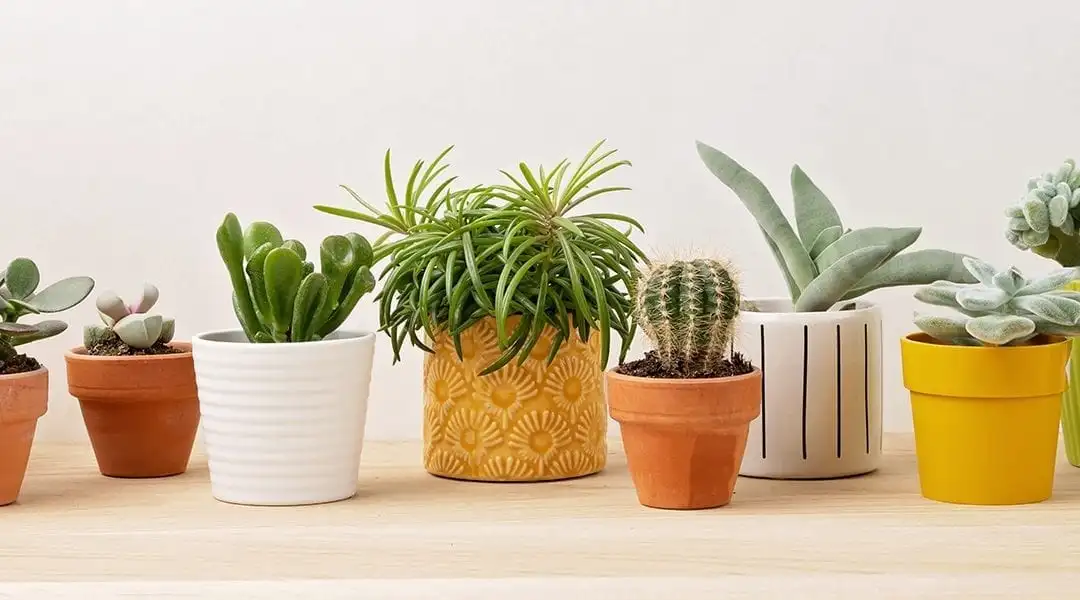 Choosing the Best Pots for Different Types of Indoor Plants