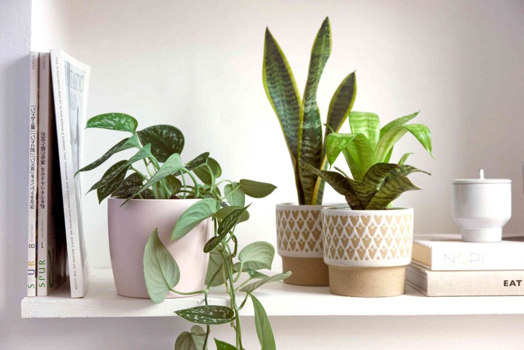 How to Keep Your Indoor Plants Healthy During the Winter Months