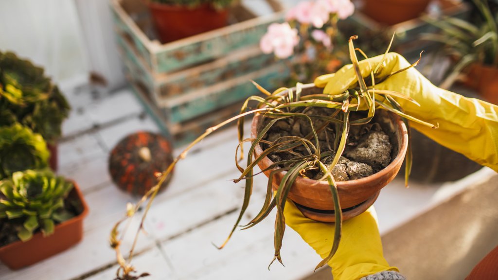 How to Fix Root Rot in Apartment Plants