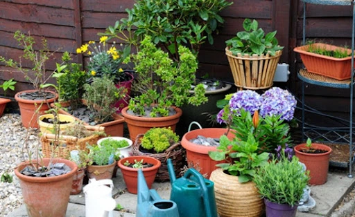 How to Design a Container Garden for Your Apartment