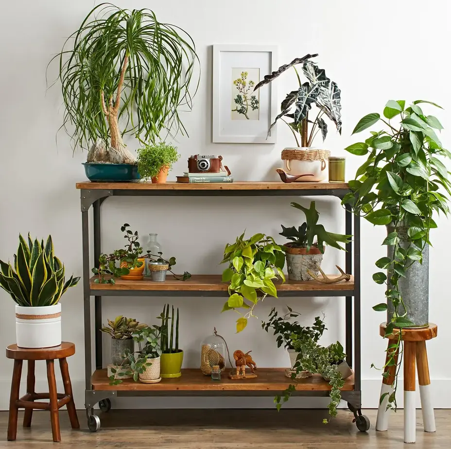 Summer Plant Decor Tips for a Fresh Indoor Space