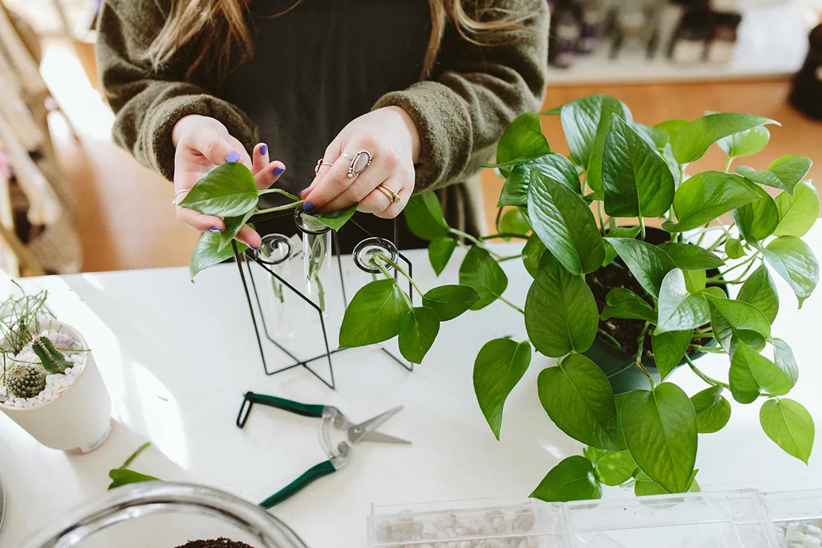 Best Methods for Propagating Common Apartment Plants