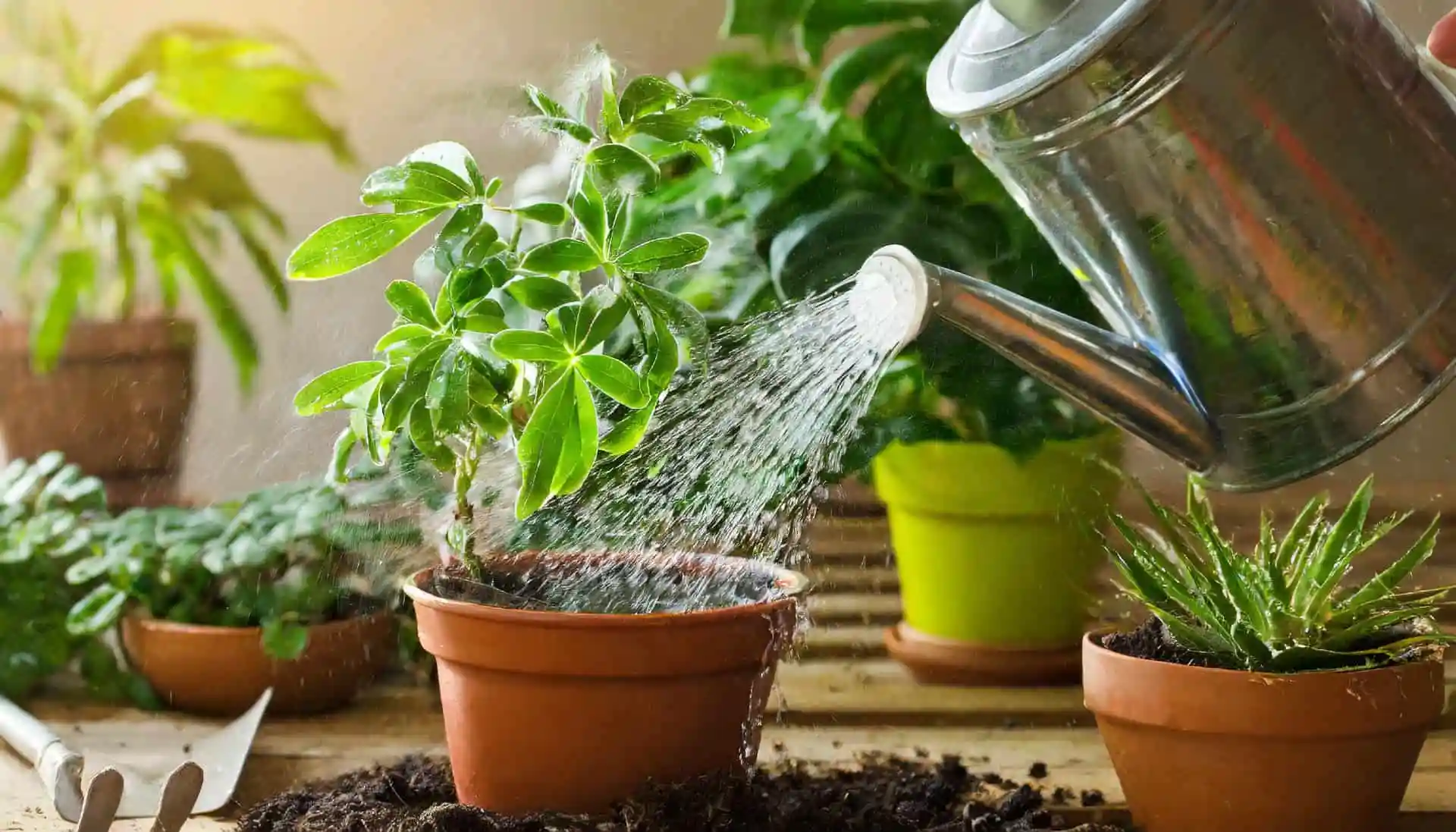 How to Choose the Best Watering Can for Indoor Plants