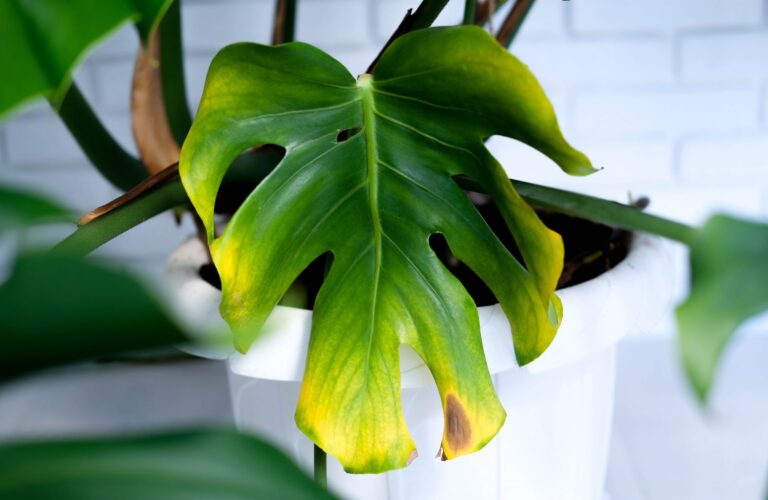 Dealing with Yellow Leaves: What Your Plants Are Telling You