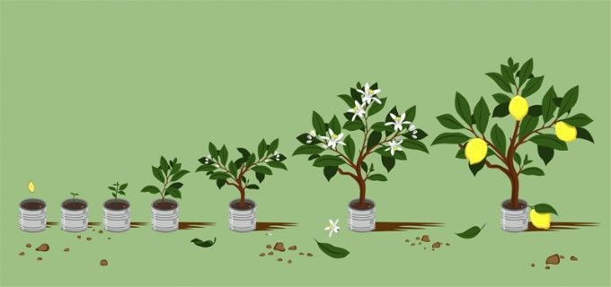 How To Grow Lemon Tree From Seed