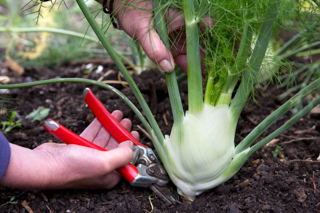 How To Grow Fennel