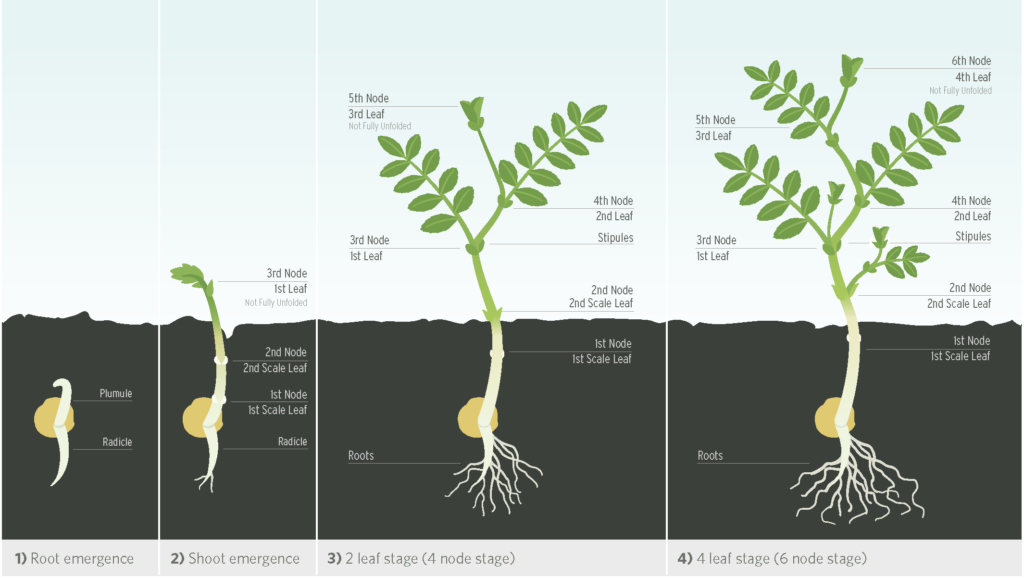 How To Grow Chickpeas