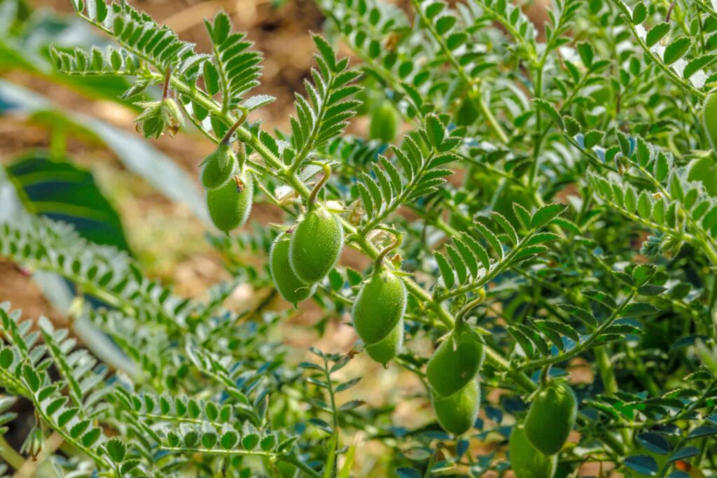 How To Grow Chickpeas