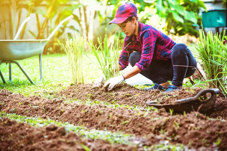 How To Grow Lemongrass