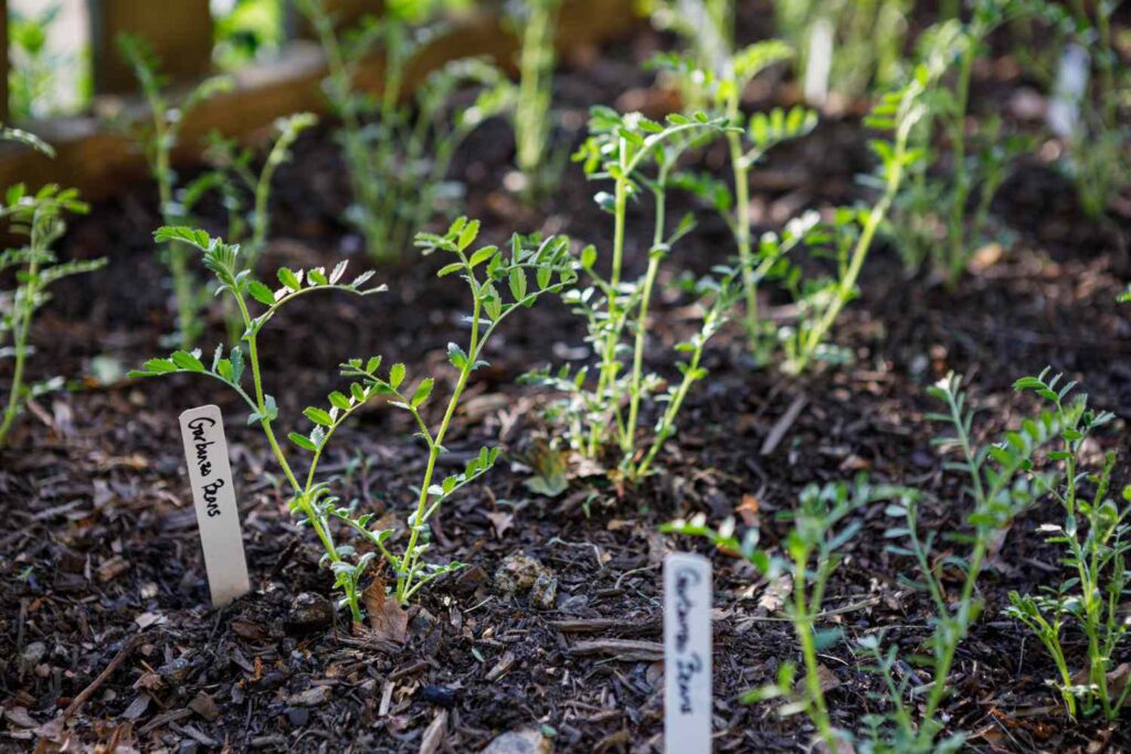 How To Grow Chickpeas