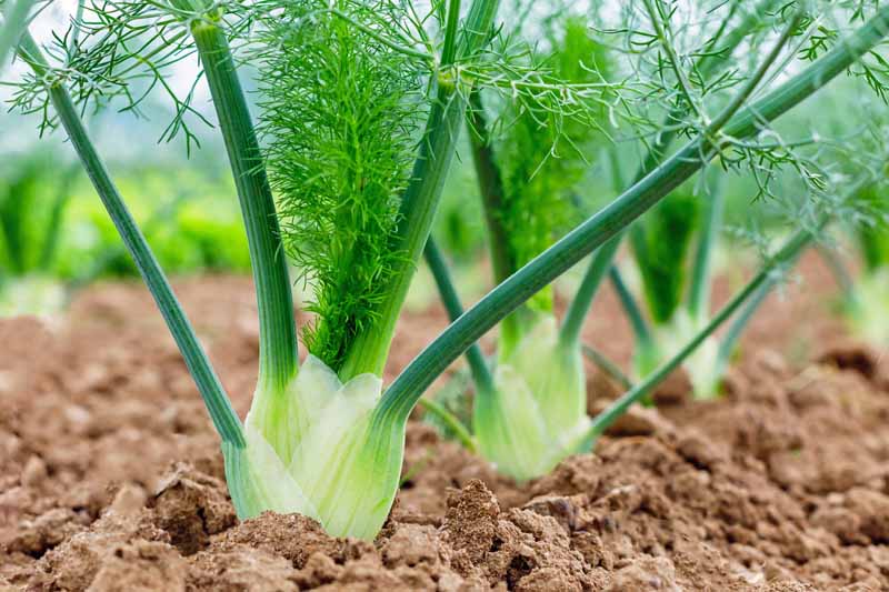 How To Grow Fennel