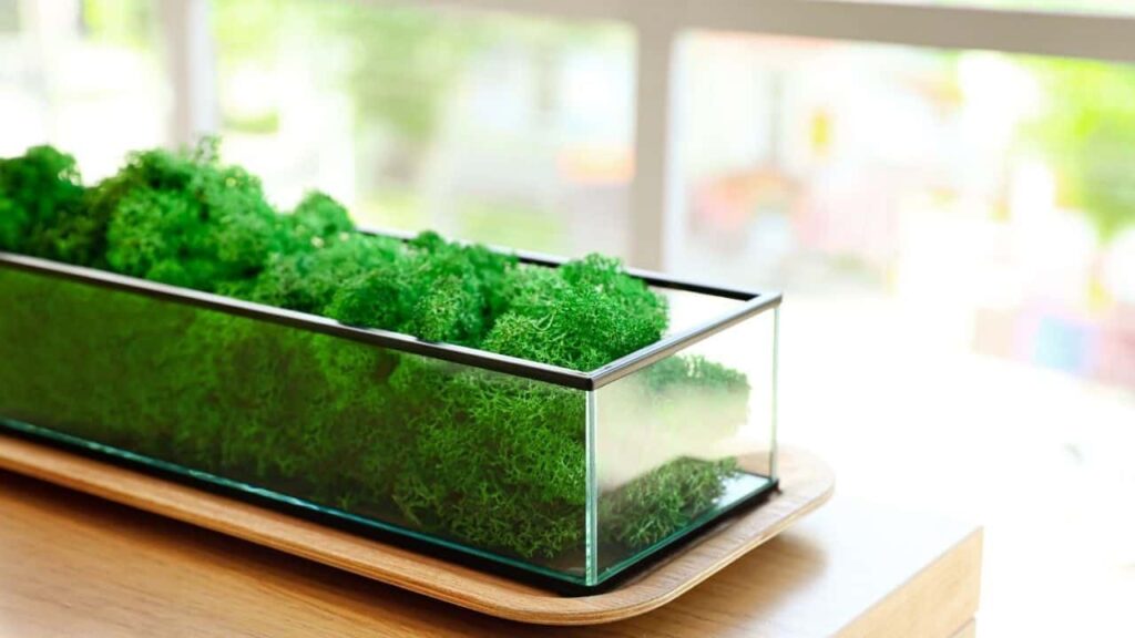 How To Grow Moss Indoors