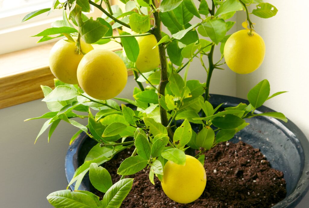 How To Grow Lemon Tree From Seed