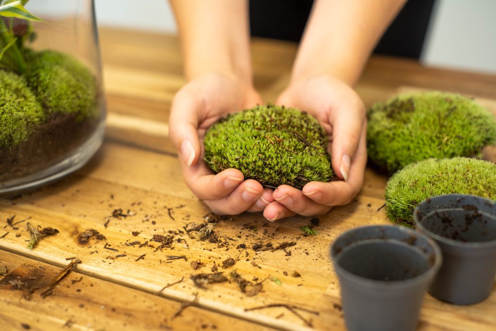 How To Grow Moss Indoors