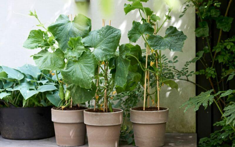 How To Grow Cucumbers In Pots