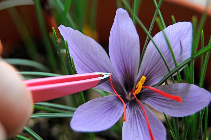 How To Grow Saffron