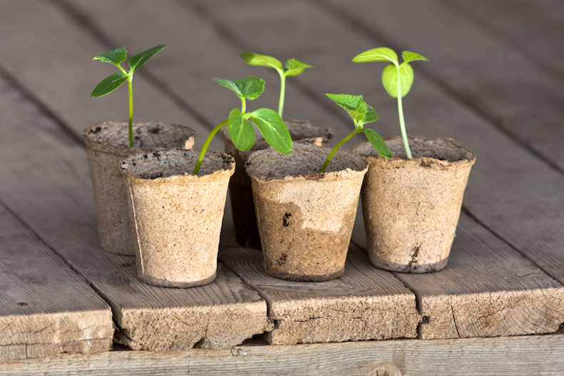 How To Grow Cucumbers In Pots