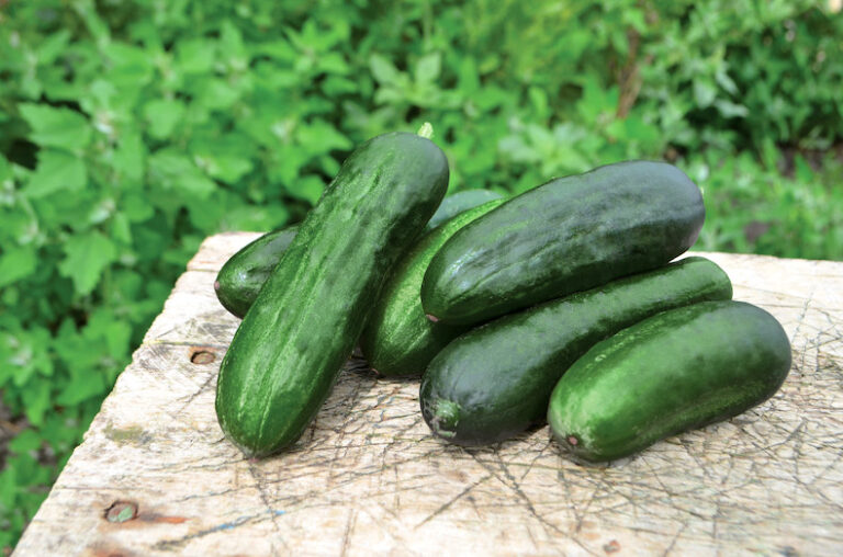 How To Grow Cucumbers In Pots