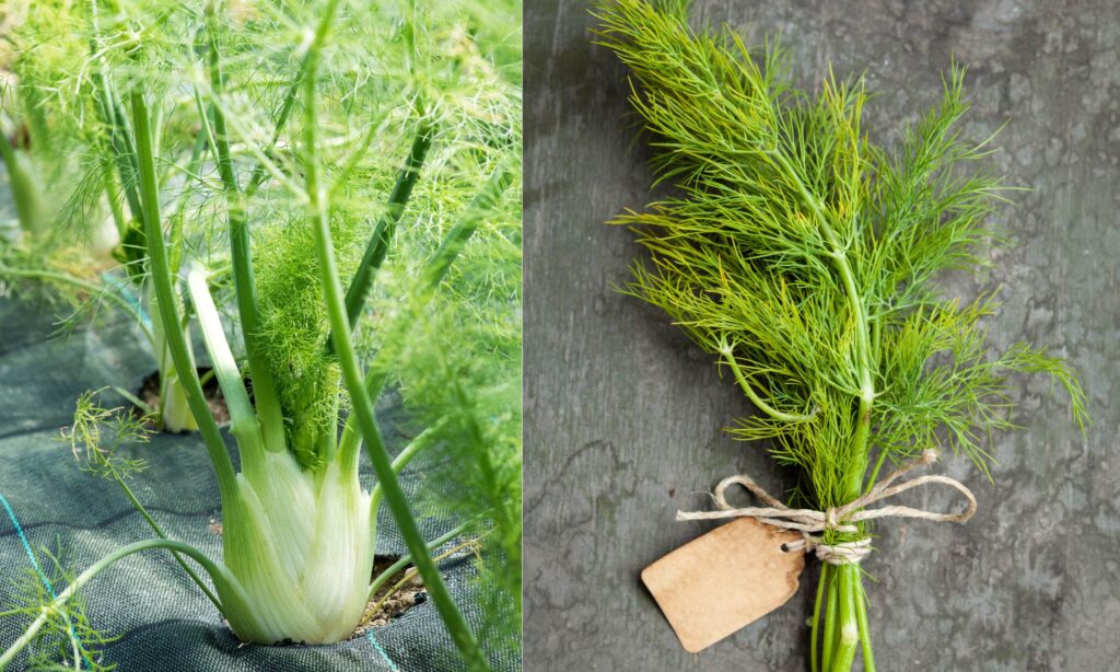 How To Grow Fennel