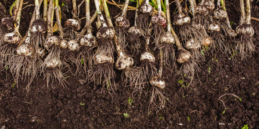 How To Grow Garlic