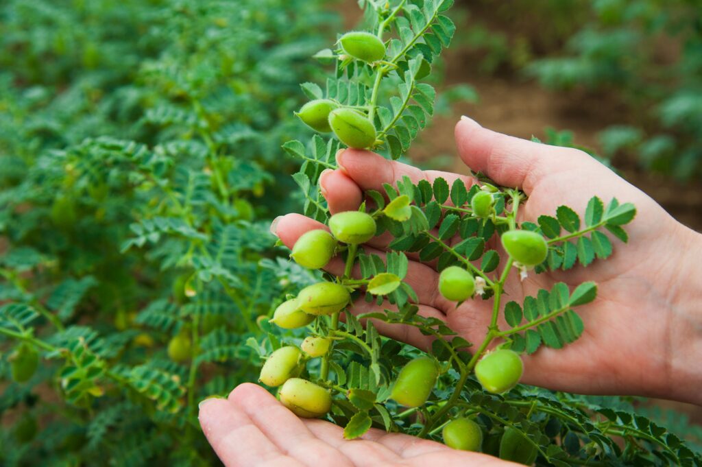 How To Grow Chickpeas