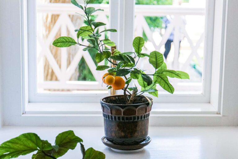 How To Grow Lemon Tree From Seed