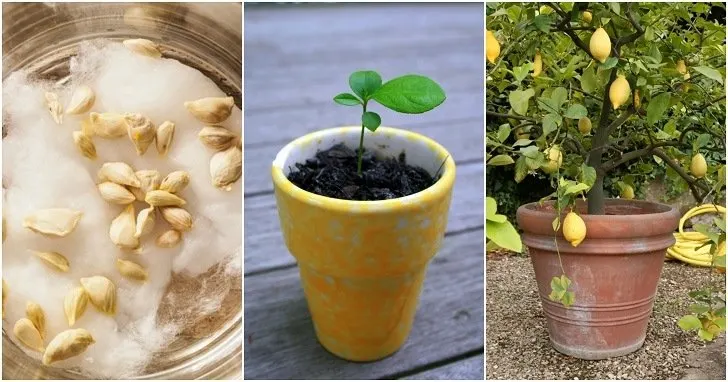 How To Grow Lemon Tree From Seed