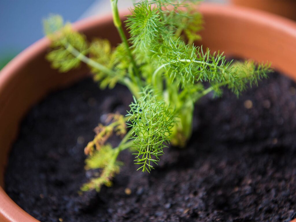 How To Grow Fennel