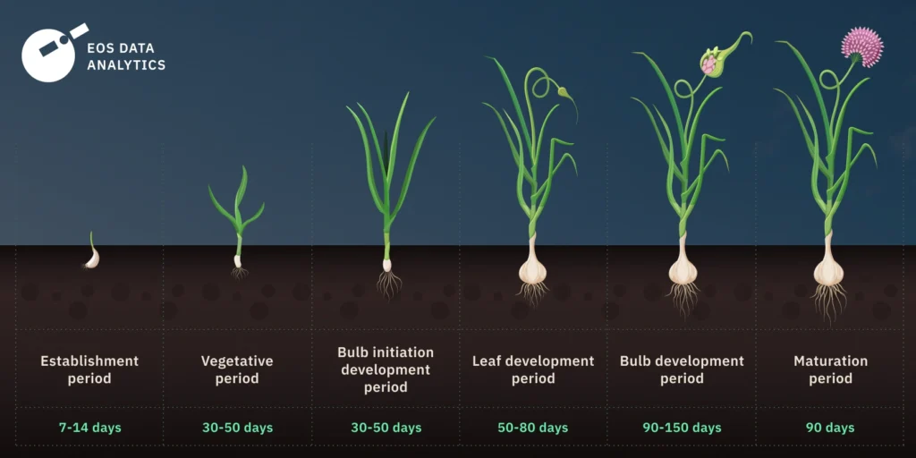 How To Grow Garlic