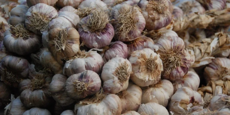 How To Grow Garlic