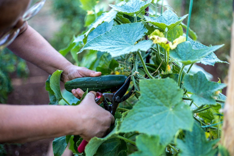 How To Grow Cucumbers In Pots