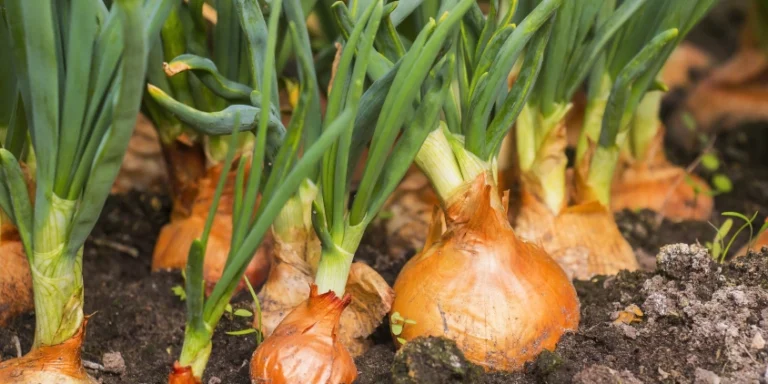 How To Grow Onions