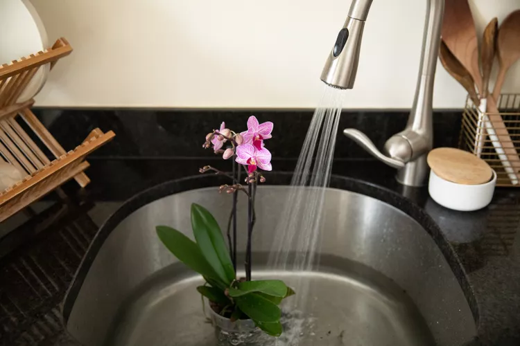 How To Grow Orchids In Water